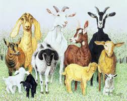 Bokken en schapen, nog ongescheiden (Google)